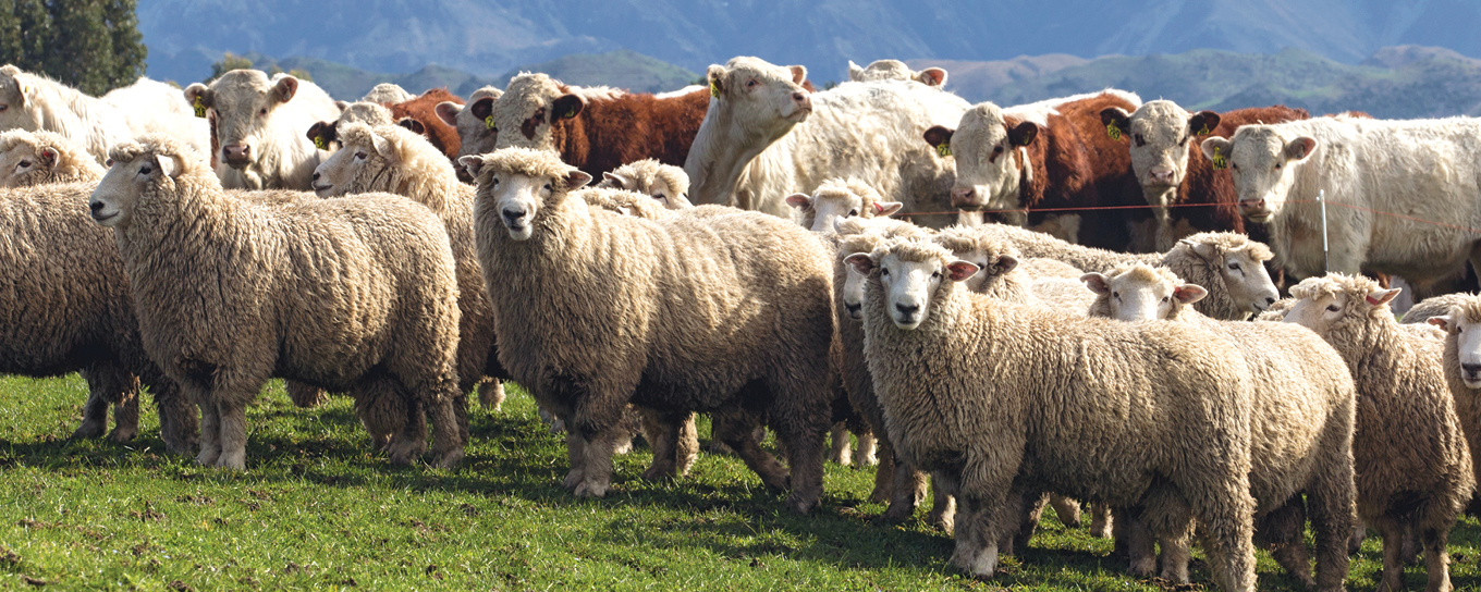 Facial Eczema Prevention is the best treatment PGG Wrightson